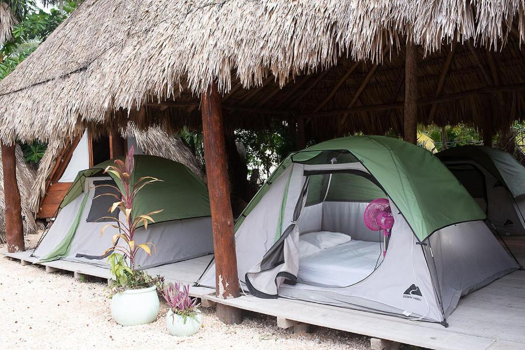 Mapache Hostel & Camping Holbox Extérieur photo
