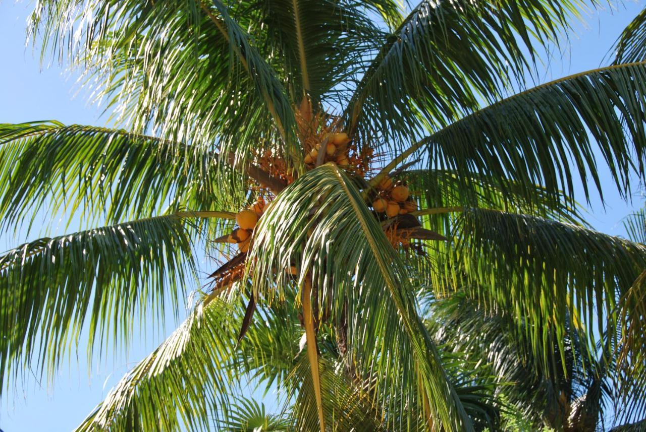 Mapache Hostel & Camping Holbox Extérieur photo
